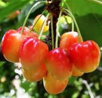 Cerises napoléon, de jumièges