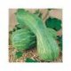 Courge longue de nice - image 2