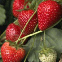 Fraises - 500 g