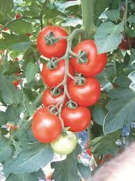 Tomate ronde
