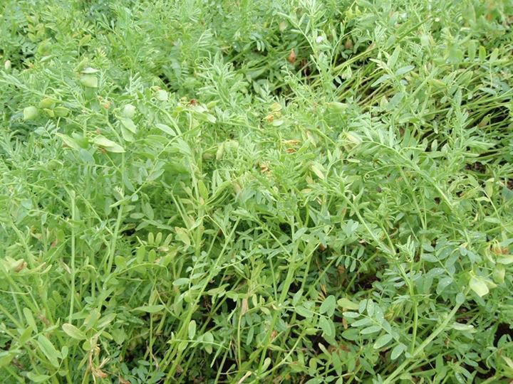 Lentille verte séchée légumor 1kg – Antilles sur Tarn