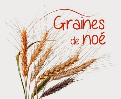 Farine de blé t80 5 kg  variétés anciennes