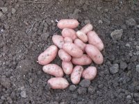 Jeannette pomme de terre nouvelle primeur