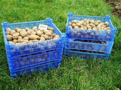 Pomme de terre nicola