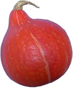 Potimarron orange