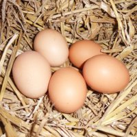 6 œufs frais plein air