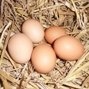 12 oeufs frais de plein air