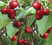 Cerises reverchon, de jumièges