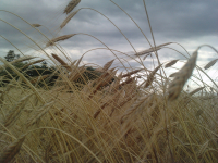 Farine 1.5 kg bio engrain - t80