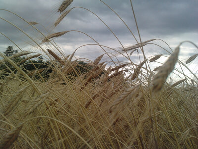 Farine 1.5 kg bio engrain - t80