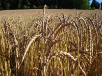 Farine 1,5 kg bio grand epeautre - t80