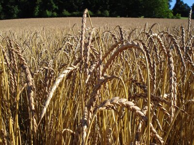 Farine 1,5 kg bio grand epeautre - t80