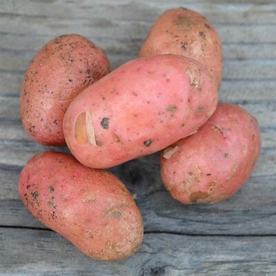 pomme de terre 'Yona' 1kg