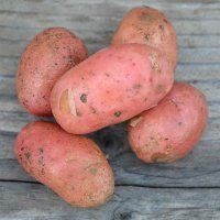 pomme de terre 'Yona' 5kg