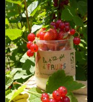Le petit pot de fruits fraise groseille