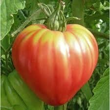 Tomate ancienne