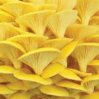 Pleurote jaune 200 gr