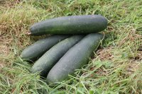 Courgettes bio