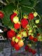 Fraises - image 2