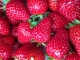 Fraises - image 4