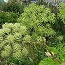 Tisane angélique graines