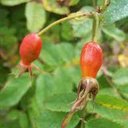 Tisane églantier fruit-cynorhodon