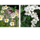 Tisane mélange minceur