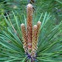 Tisane pin sylvestre bourgeons