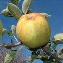 Pomme canada blanche
