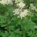 Tisane reine des près