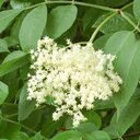 Tisane sureau fleurs
