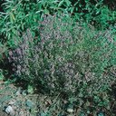 Tisane thym officinale