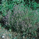 Tisane thym officinale