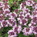 Tisane thym serpolet