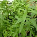 Tisane verveine citronnée
