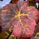 Tisane vigne rouge feuille