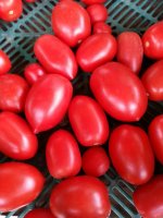 2 kg tomate colibri, octeville