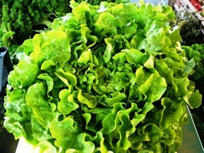Lot de une feuille de chêne verte et une feuille de chêne rouge
