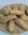 Ratte nouvelles