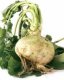 Rutabaga - image 2