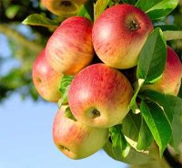 Reine des reinettes, jumièges 3 kg