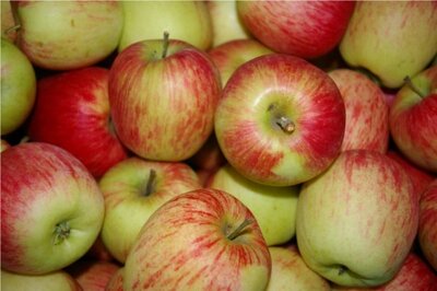 Pomme delbard estivale, 14 kg