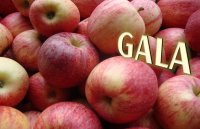 Royale Gala, 14 kg, Jumièges