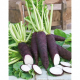 Radis violet ou noir - image 2