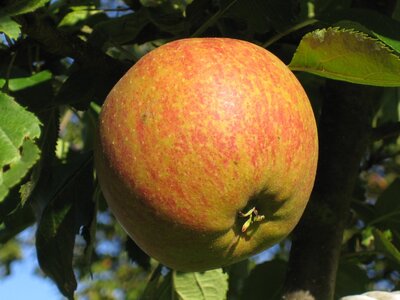 Pomme Cox Orange Pippin