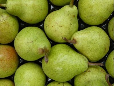 Poire Doyenne Du Comice