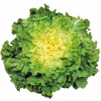 Scarole, octeville sur mer