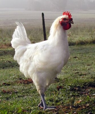 Poulet de bresse 1.9 kg