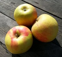 Pomme bénédictin ou reinette norma