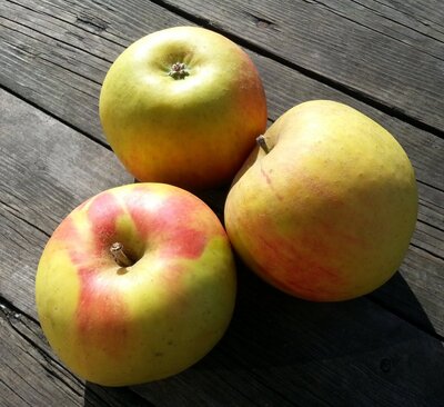 Pomme bénédictin ou reinette norma